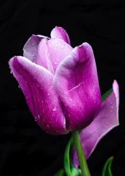 Pink tulip Stock Photos