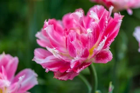 Pink tulip Stock Photos