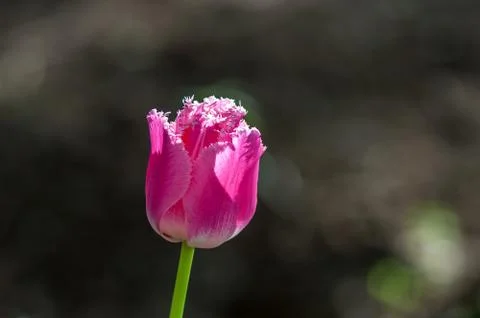 Pink tulip Stock Photos