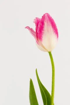 Pink tulip Stock Photos