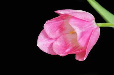 Pink tulip Stock-Fotos