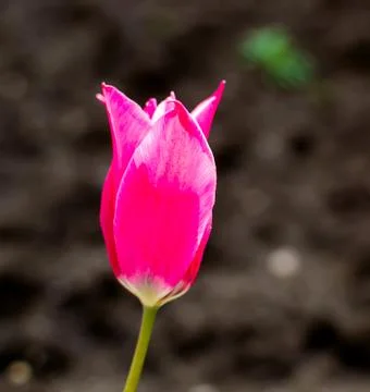 Pink tulip Stock Photos