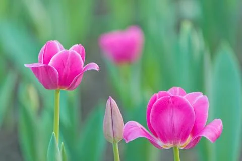 Pink tulip Stock Photos