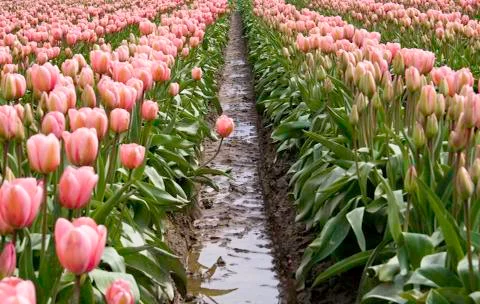 Pink Tulip Stock Photos