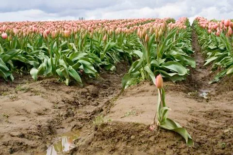 Pink Tulip Stock Photos