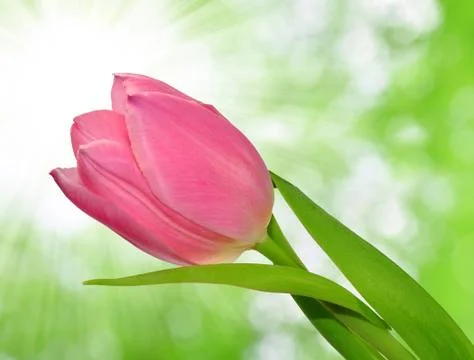 Pink tulip  Stock Photos