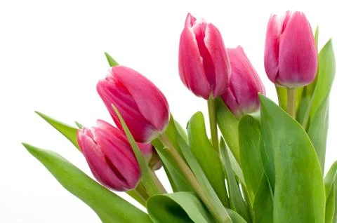 Pink tulip Stock Photos