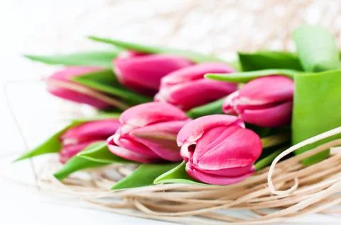 Pink tulip Stock Photos