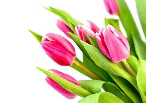 Pink tulip Stock Photos