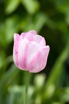 Pink tulip Stock Photos