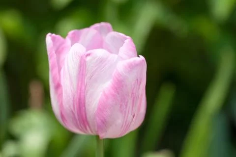 Pink tulip Stock Photos