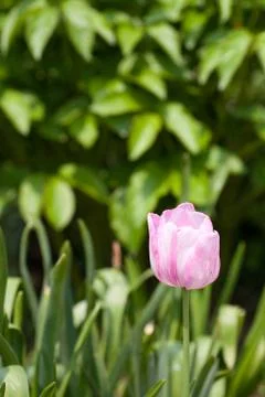 Pink tulip Stock Photos