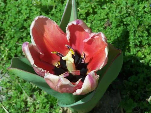 Pink Tulip Stock Photos