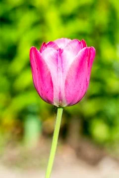 Pink tulip Foto stock