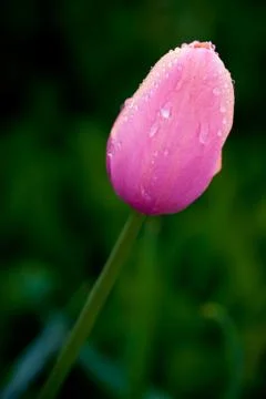 Pink tulip Stock Photos