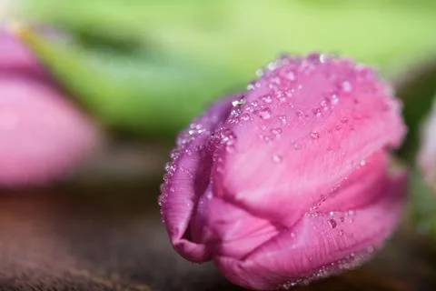 Pink tulip Stock Photos