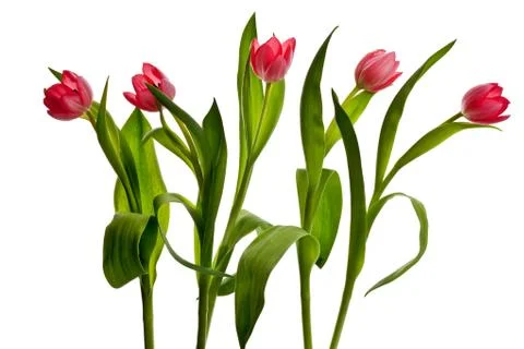 Pink tulip Foto stock
