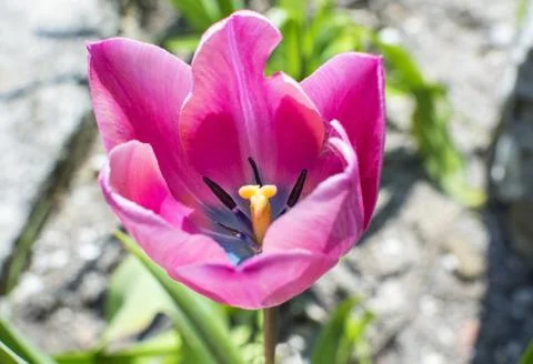 Pink Tulip Stock Photos