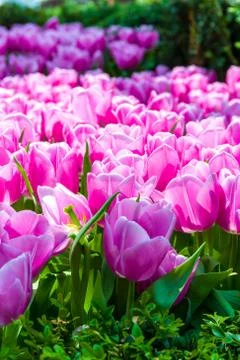 Pink Tulip Stock Photos