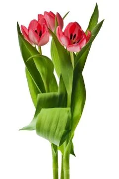 Pink tulip Stock Photos