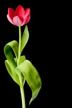 Pink tulip Stock Photos