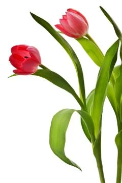 Pink tulip Stock Photos