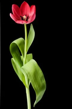 Pink tulip Stock Photos