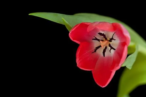 Pink tulip Stock Photos