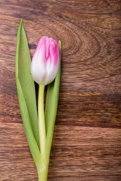 Pink tulip Fotos Stock