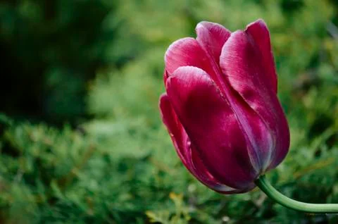 Pink tulip Stock Photos