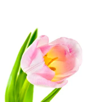 Pink Tulip Stock Photos