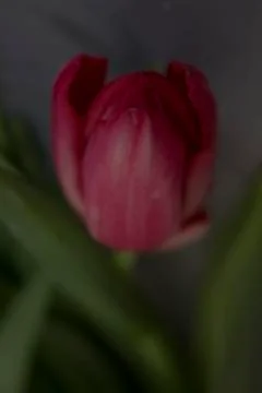 Pink tulip Stock Photos