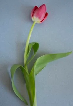 Pink tulip   Stock Photos