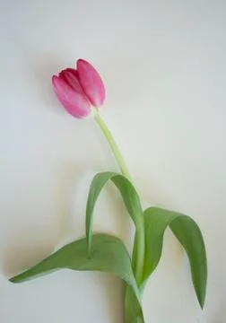 Pink tulip Stock Photos