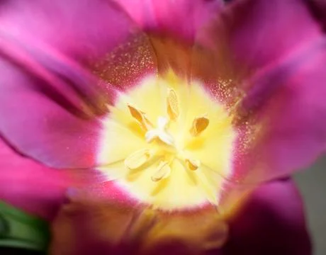 A pink tulip Stock Photos