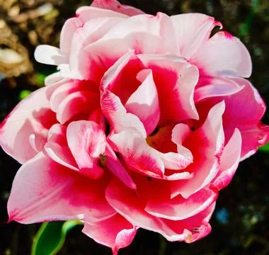 Pink Tulip Foto stock