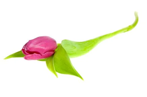 Pink tulip Foto stock