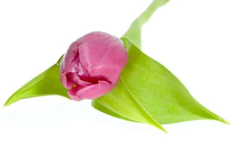 Pink tulip Foto stock