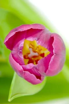 Pink tulip Stock Photos