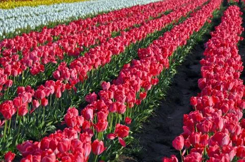 Pink tulip rows Stock Photos