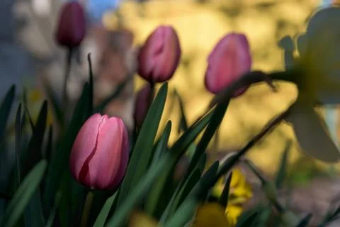 Pink tulip in shadow close up Stock Photos