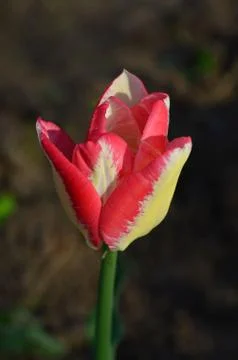 Pink tulip in spring Stock Photos