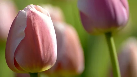 Pink tulip in spring time Stock Footage 49606961