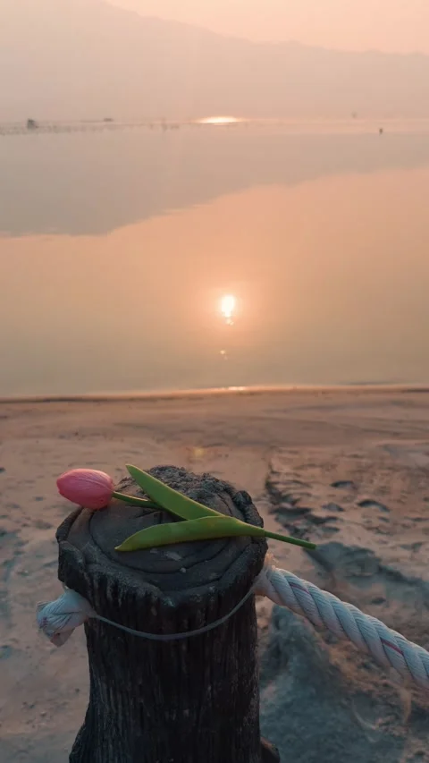 Pink tulip symbolizing peace and tranquil memories, gently resting on a wooden Stock Footage 332847589