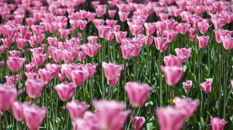 Pink tulips 03 Stock Footage 5328123