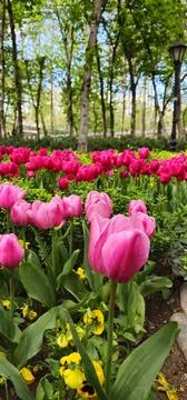 Pink Tulips Amidst Spring Splendor Stock Photos