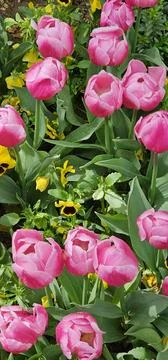 Pink Tulips Amidst Spring Splendor Stock Photos