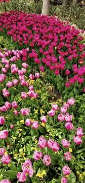 Pink Tulips Amidst Spring Splendor Stock Photos