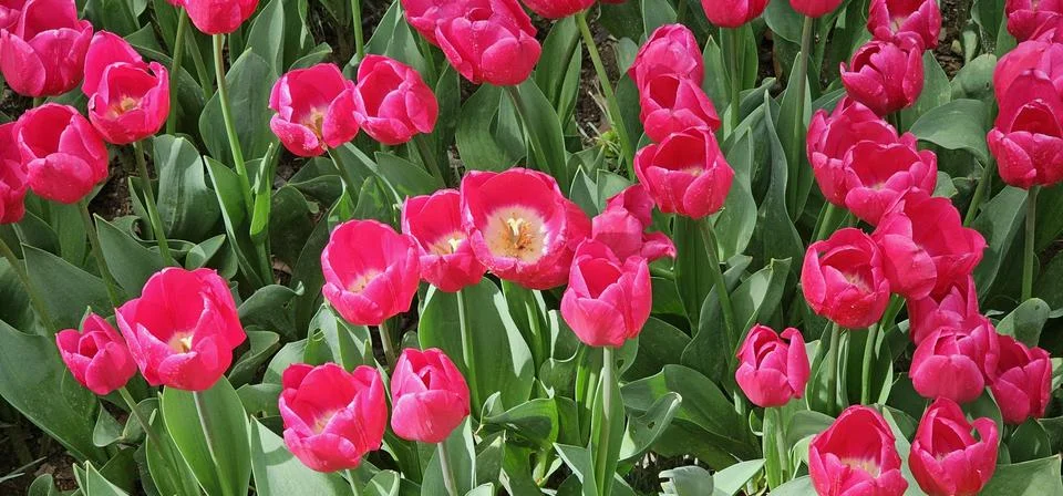 Pink Tulips Amidst Spring Splendor Stock Photos