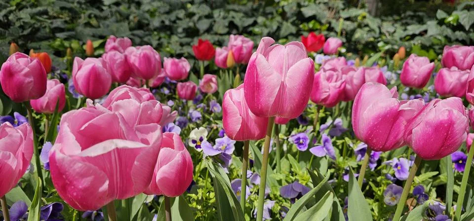 Pink Tulips Amidst Spring Splendor Stock Photos